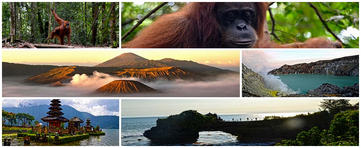 Orangutan Java Balirundreise
